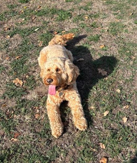 Cockapoo lying on the grass
