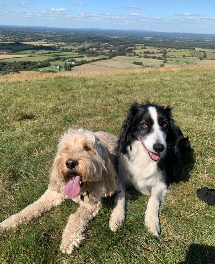 Two dogs resting on a hilltop with Surrey countryside behind