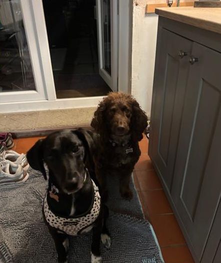 Two spaniels waiting at home