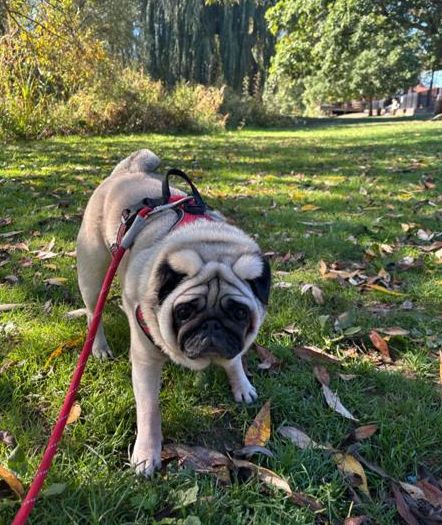 Pug on a red lead in the park