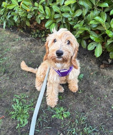 Cockapoo puppy in a purple harness