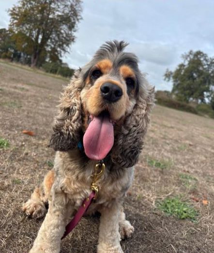 Cocker spaniel with tongue out